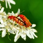 Roter Weichkäfer (Rhagonycha fulva)