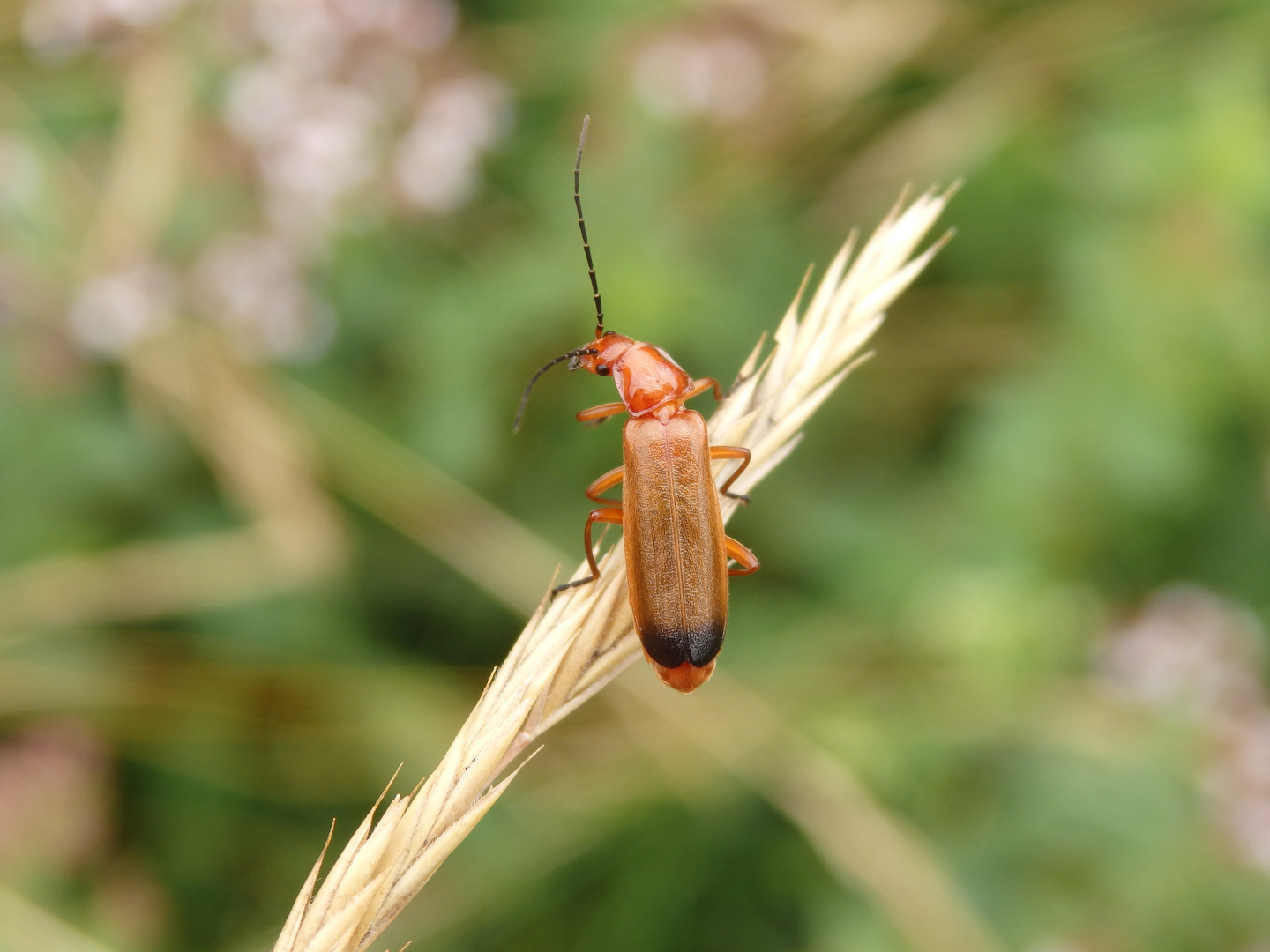 Roter Weichkäfer (Rhagonycha fulva)