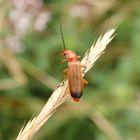 Roter Weichkäfer (Rhagonycha fulva)