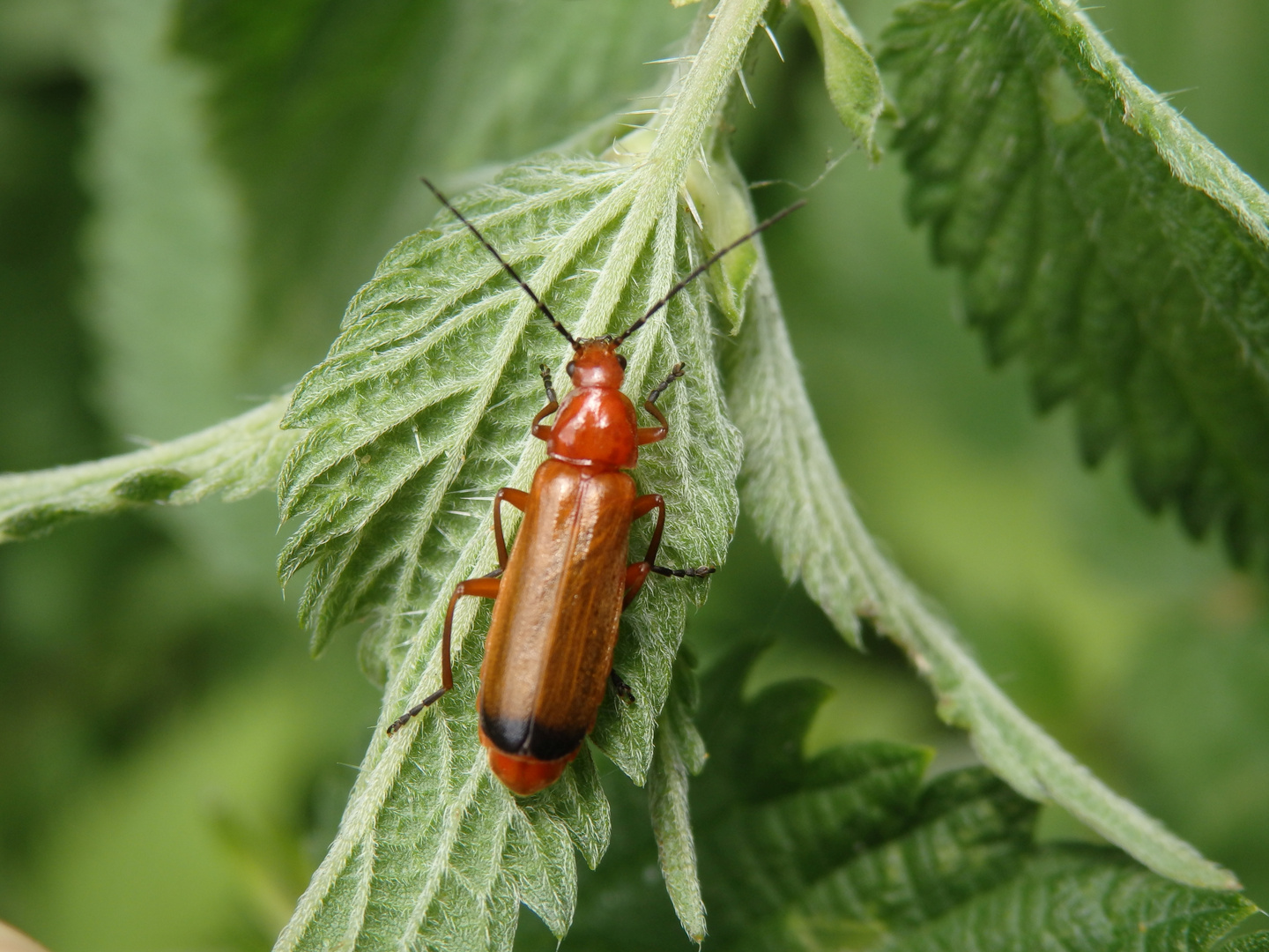 Roter Weichkäfer (Rhagonycha fulva)