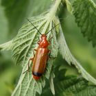 Roter Weichkäfer (Rhagonycha fulva)