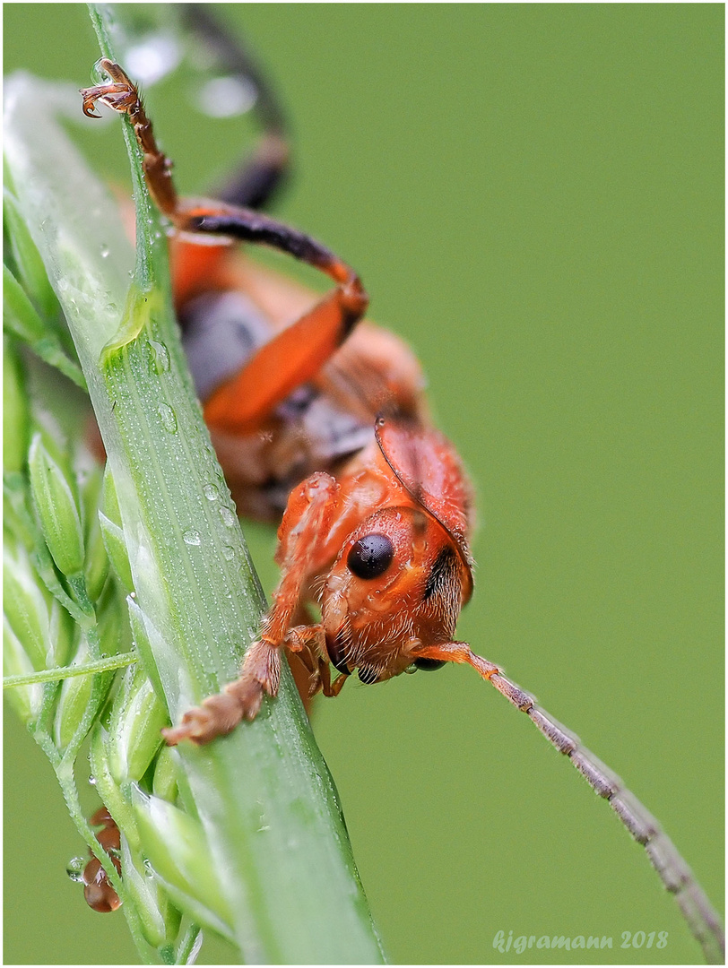 roter weichkäfer (rhagonycha fulva) .....