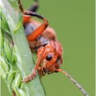 roter weichkäfer (rhagonycha fulva) .....