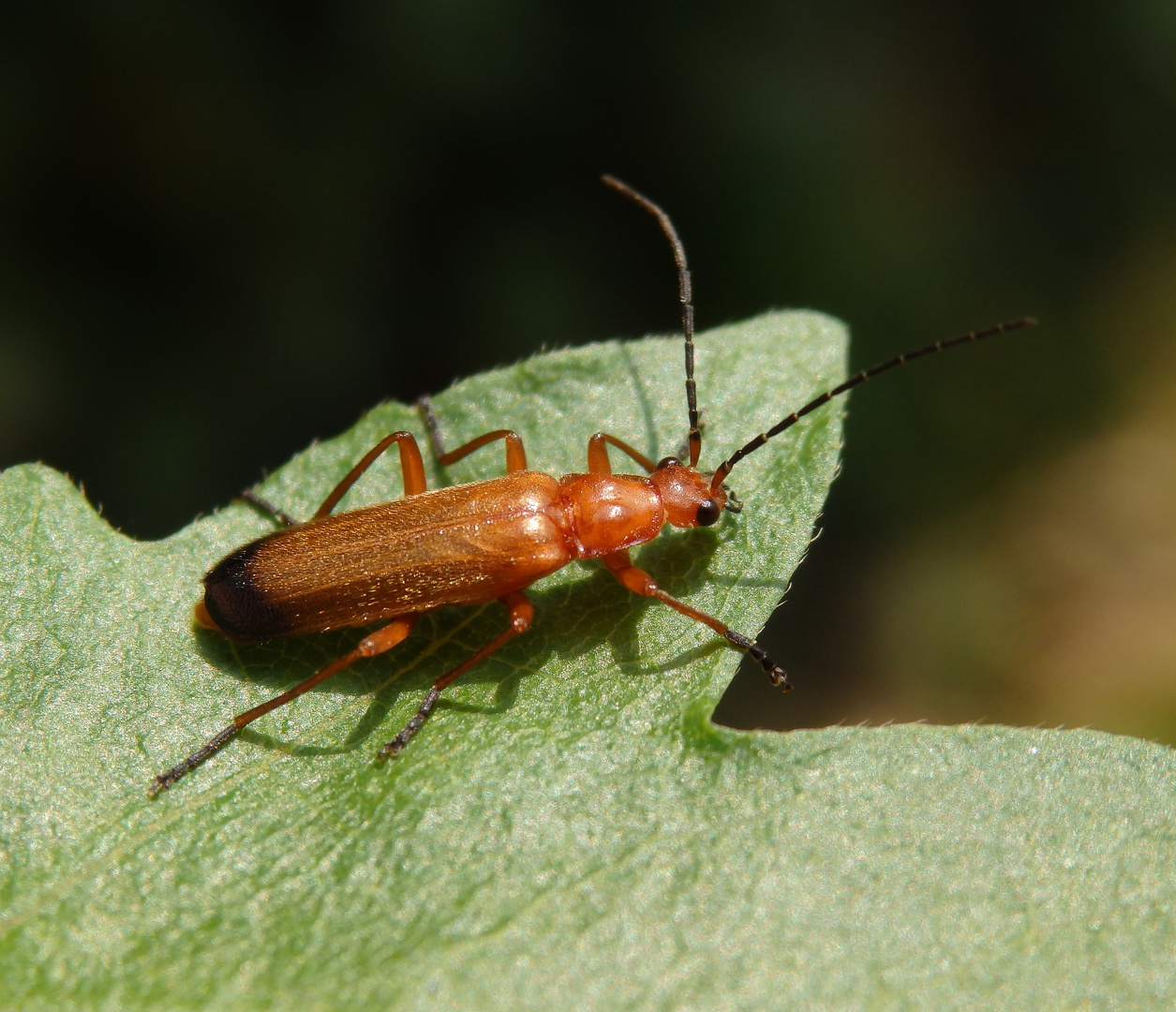 Roter Weichkäfer (Rhagonycha fulva)