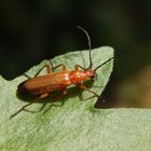 Roter Weichkäfer (Rhagonycha fulva)