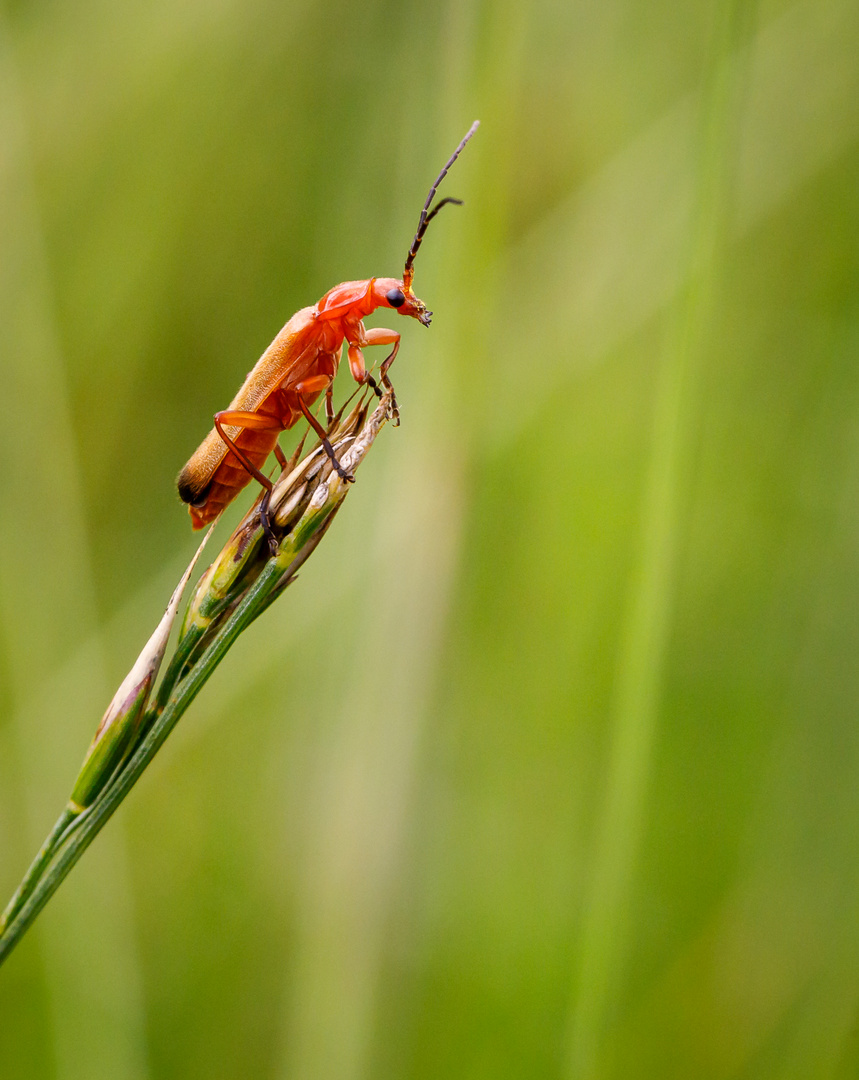 Roter Weichkäfer (Rhagonycha fulva)