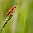 Roter Weichkäfer (Rhagonycha fulva)