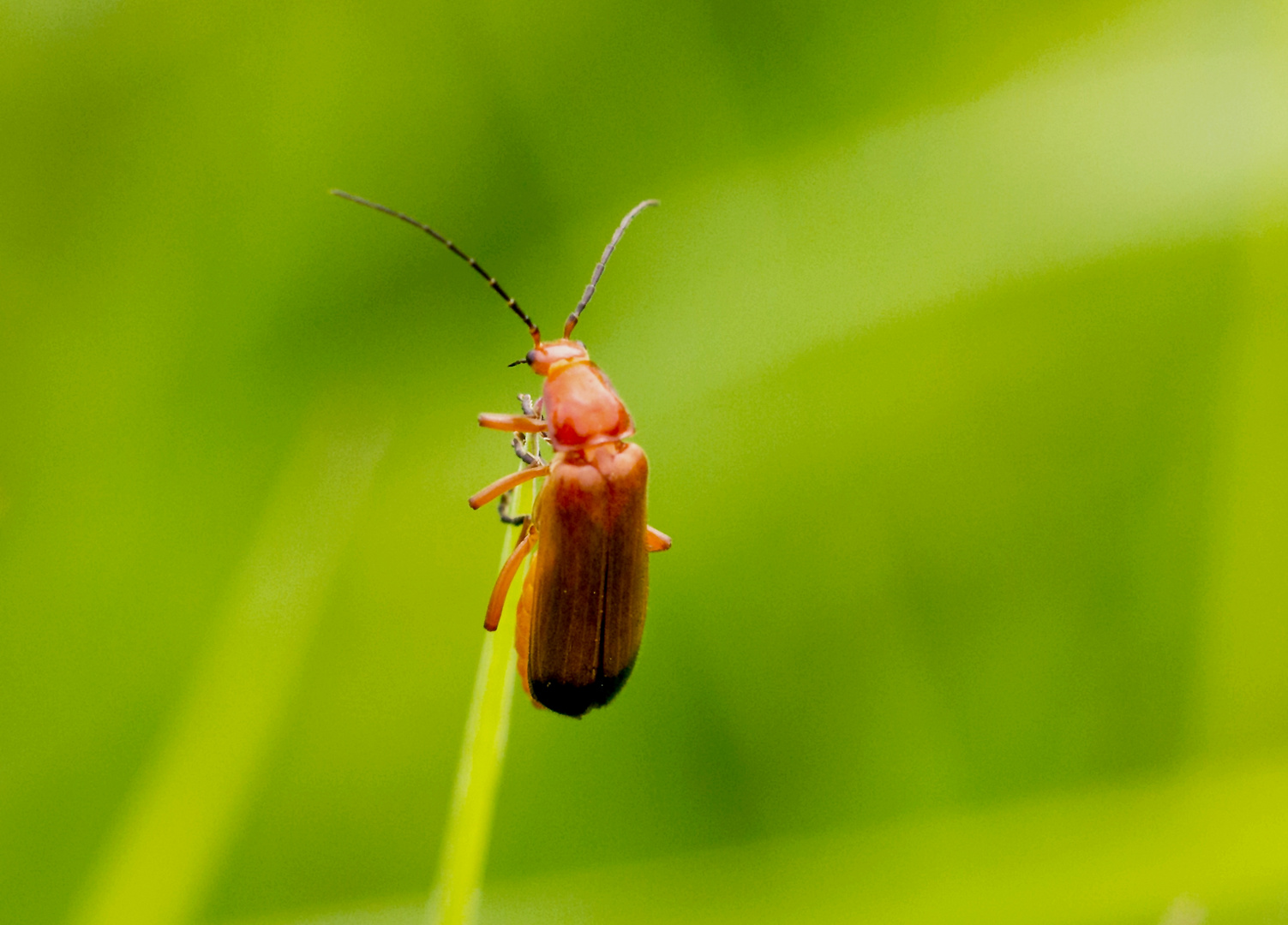 Roter Weichkäfer (Rhagonycha fulva)