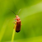 Roter Weichkäfer (Rhagonycha fulva)