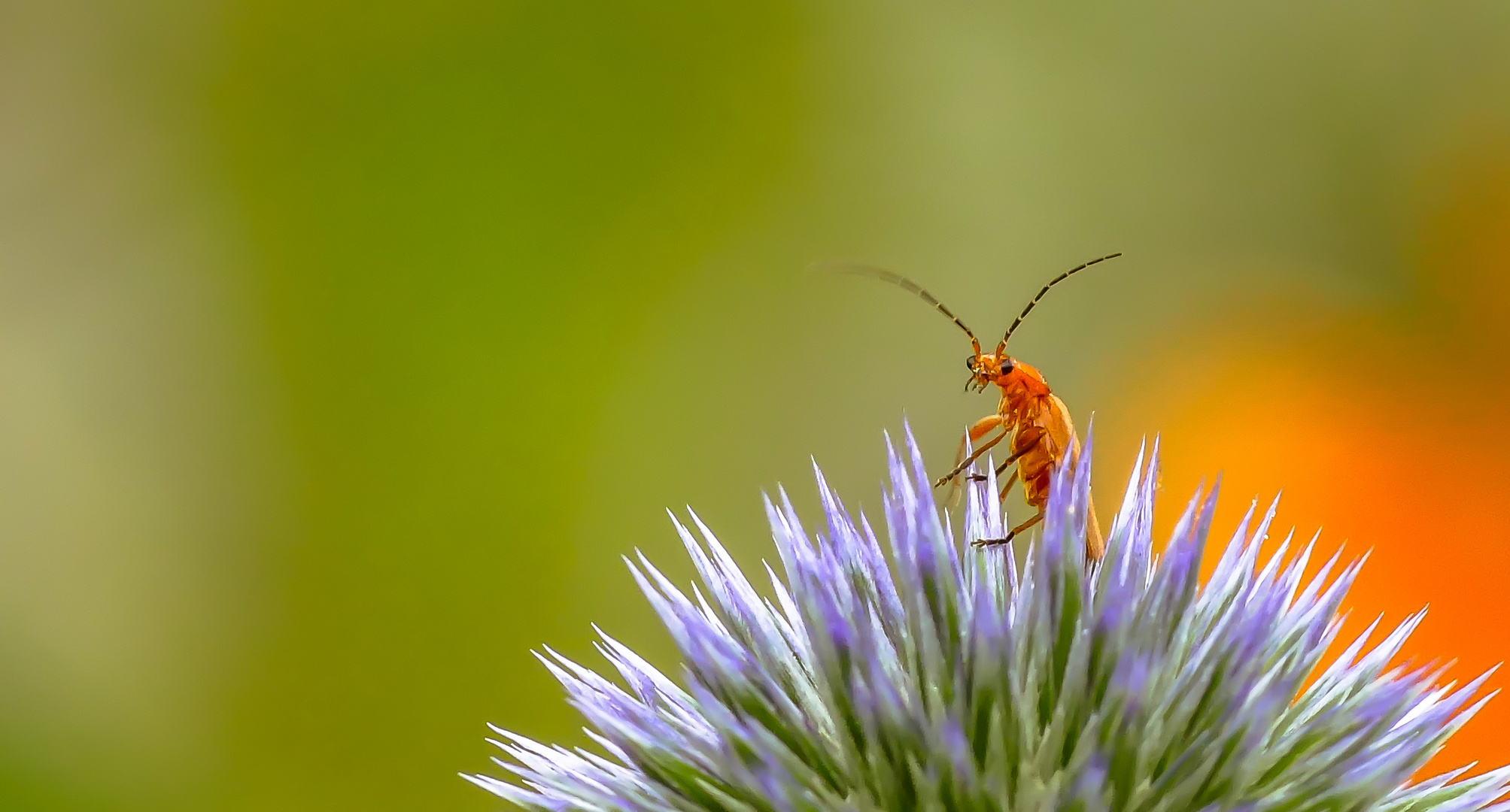  Roter Weichkäfer (Rhagonycha fulva)