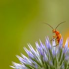  Roter Weichkäfer (Rhagonycha fulva)