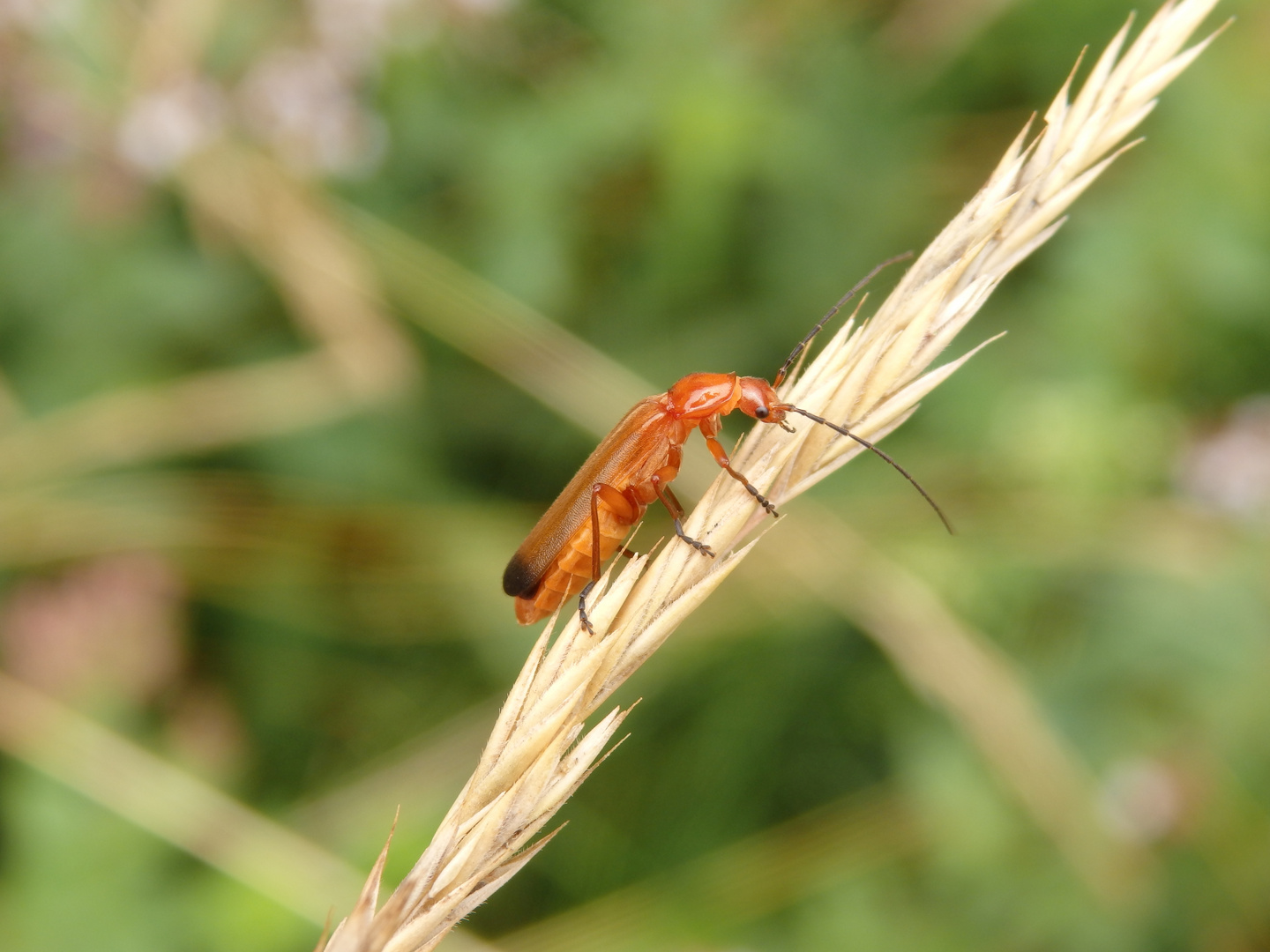 Roter Weichkäfer (Rhagonycha fulva)