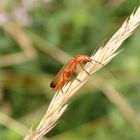 Roter Weichkäfer (Rhagonycha fulva)