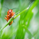 - Roter Weichkäfer (Rhagonycha fulva) -