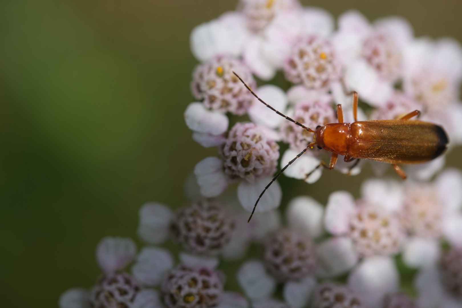 Roter Weichkäfer (Rhagonycha fulva) auf Schafgarbe (Achillea)