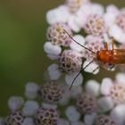 Roter Weichkäfer (Rhagonycha fulva) auf Schafgarbe (Achillea)