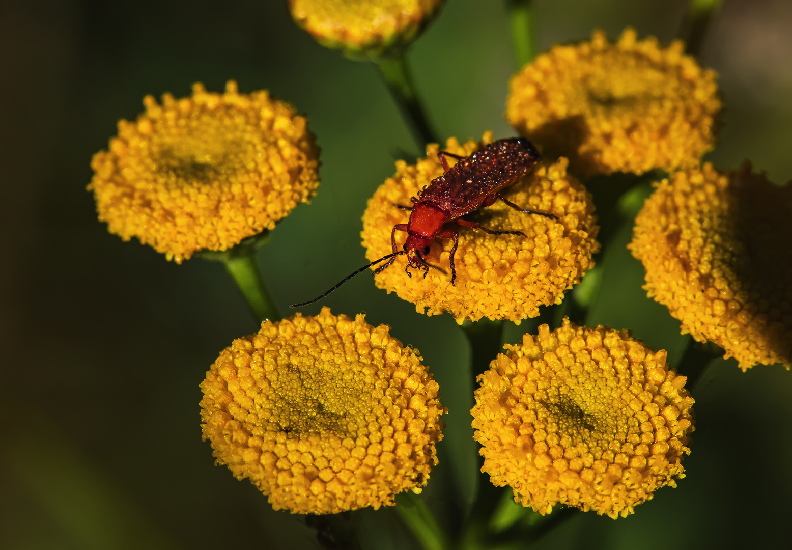 Roter Weichkäfer (Rhagonycha fulva)