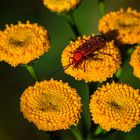 Roter Weichkäfer (Rhagonycha fulva)