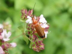 Roter Weichkäfer (Rhagonycha fulva)