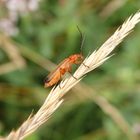 Roter Weichkäfer (Rhagonycha fulva)