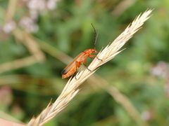 Roter Weichkäfer (Rhagonycha fulva)