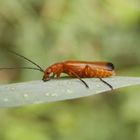 Roter Weichkäfer (Rhagonycha fulva)