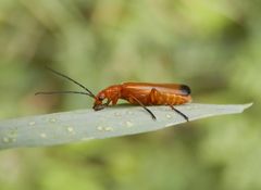 Roter Weichkäfer (Rhagonycha fulva)