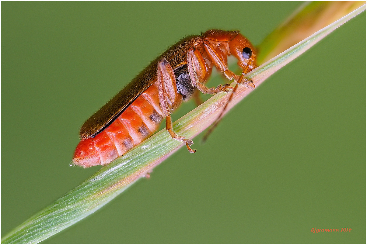  roter weichkäfer (rhagonycha fulva)...