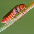  roter weichkäfer (rhagonycha fulva)...