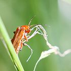 Roter Weichkäfer Rhagonycha fulva