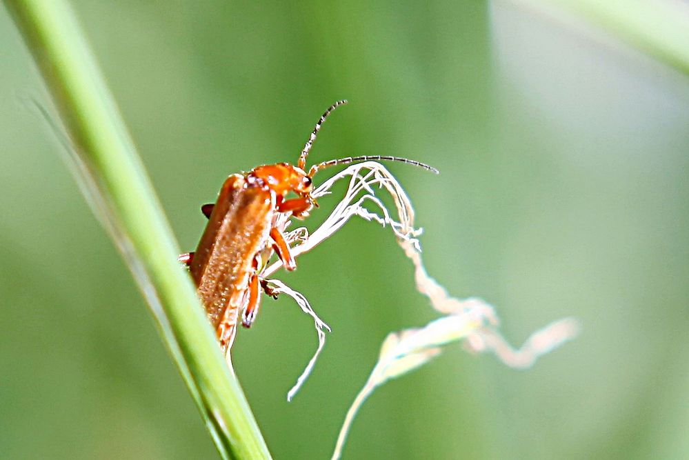 Roter Weichkäfer Rhagonycha fulva