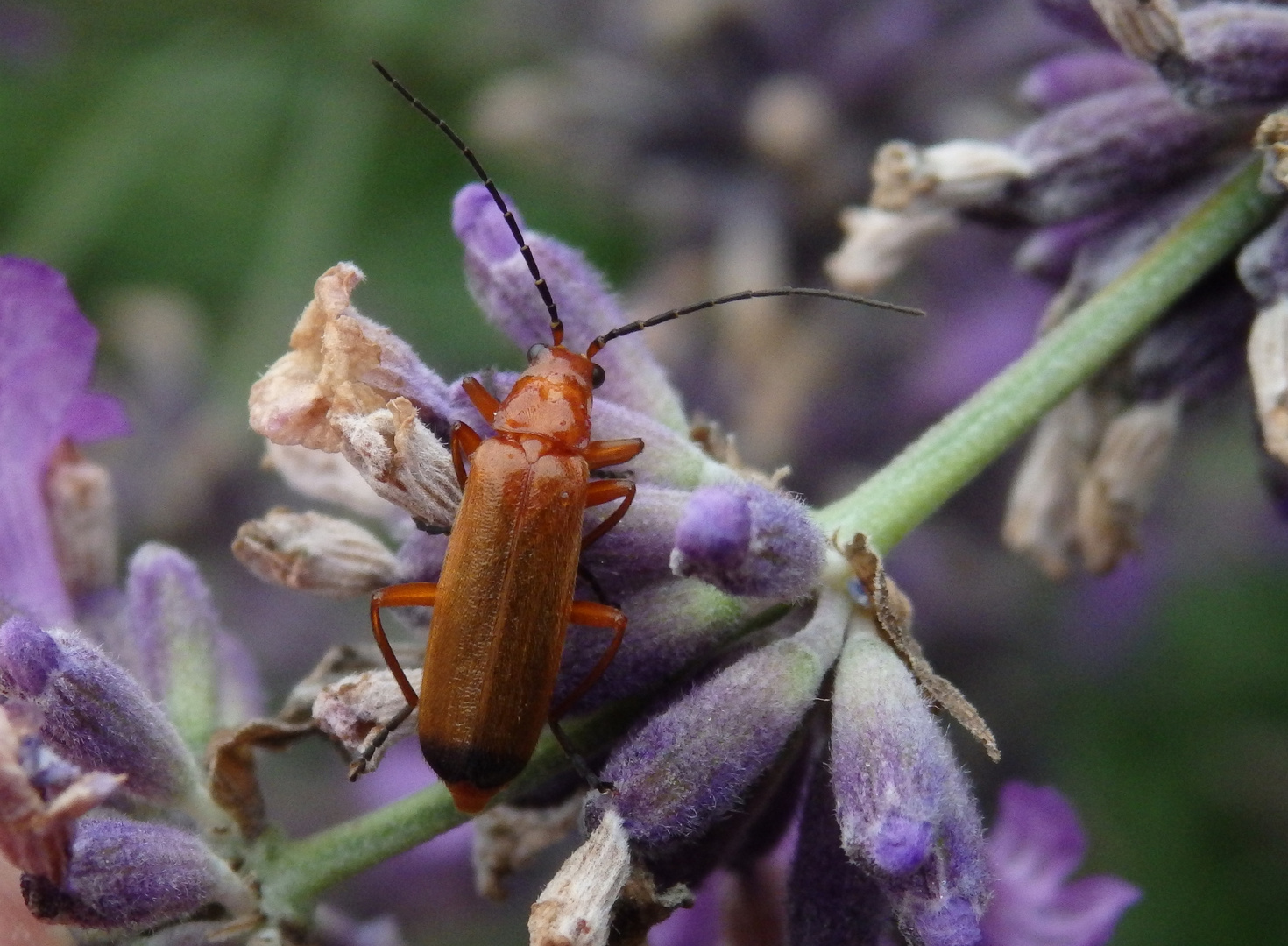 Roter Weichkäfer (Rhagonycha fulva) im heimischen Garten Foto & Bild