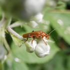 Roter Weichkäfer (Rhagonycha fulva oder R. translucida) auf Brombeere