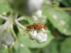 Roter Weichkäfer (Rhagonycha fulva oder R. translucida) auf Brombeere