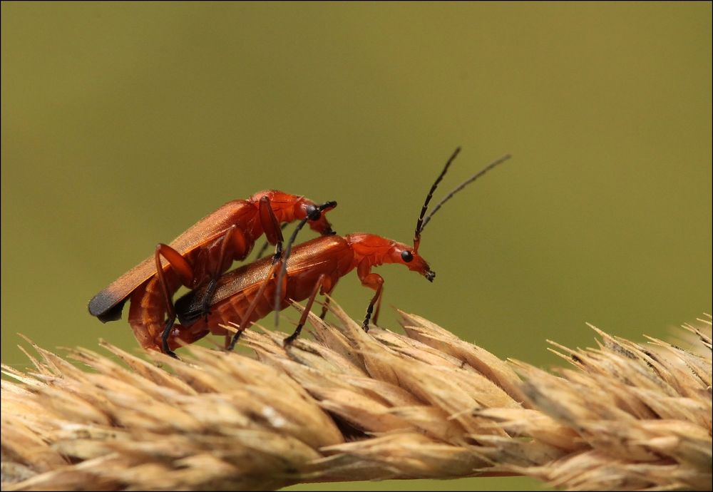 Roter Weichkäfer (Rhagonycha fulva) - Paarung