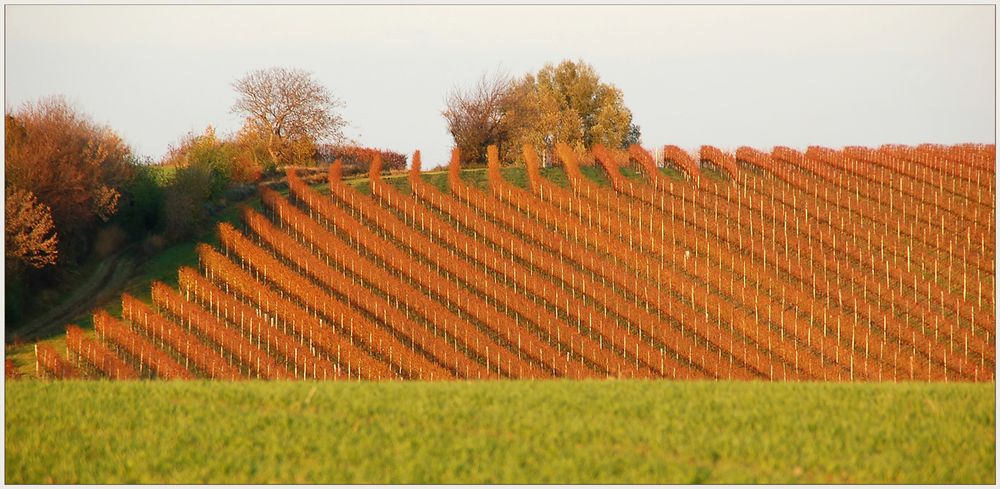 Roter Wein....