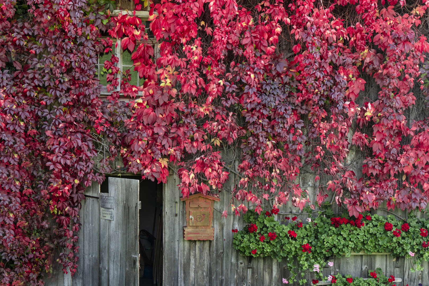 Roter Wein