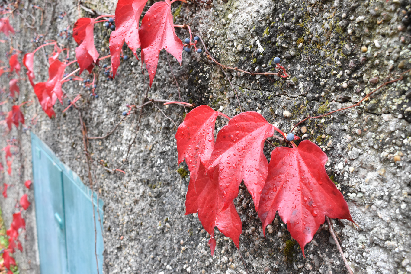 Roter Wein