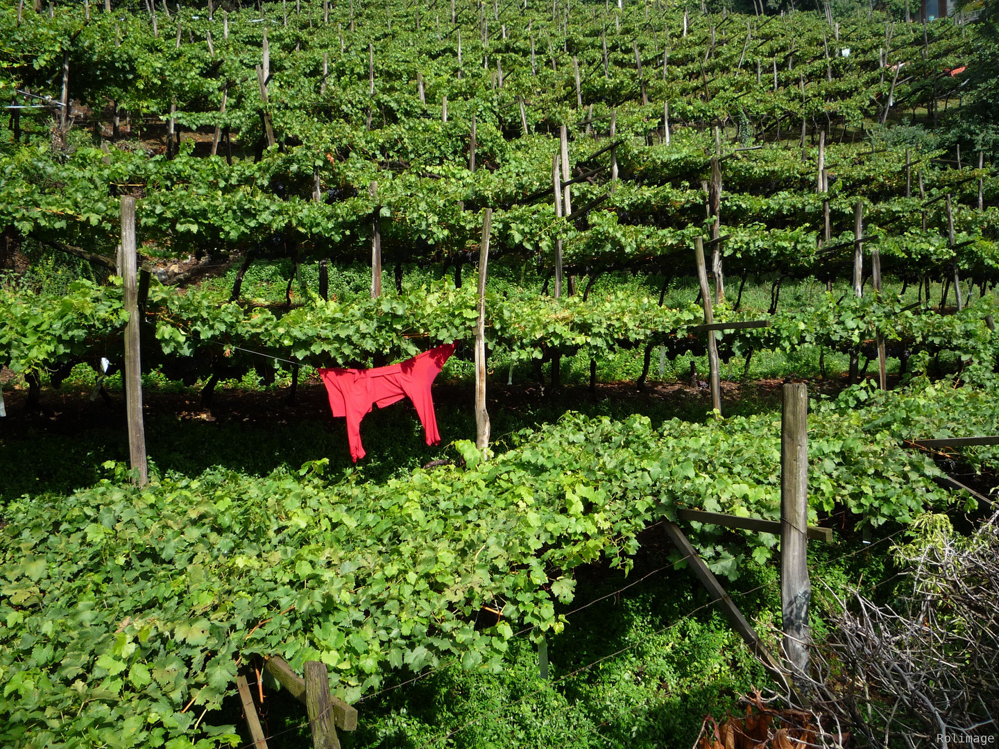 Roter Wein