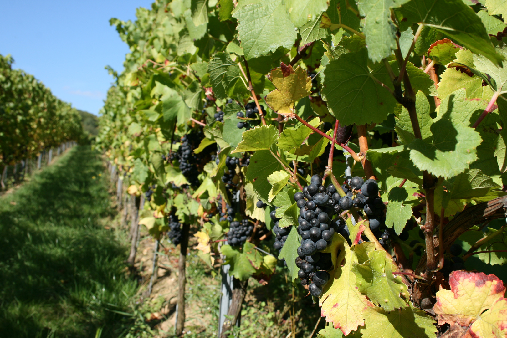 Roter Wein im Rheingau