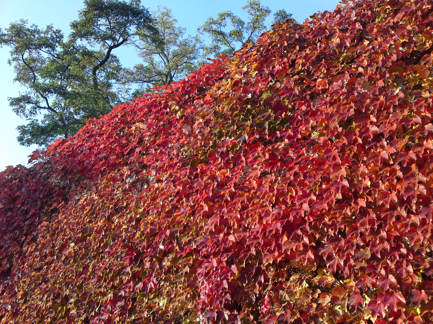 roter Wein in mitten der Stadt ........ Berlin