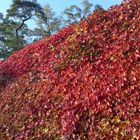 roter Wein in mitten der Stadt ........ Berlin