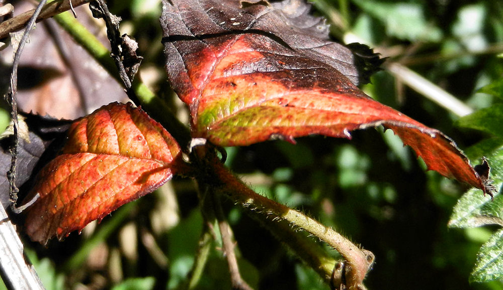 Roter Weinbergspanner