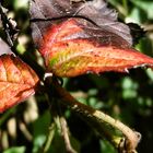 Roter Weinbergspanner