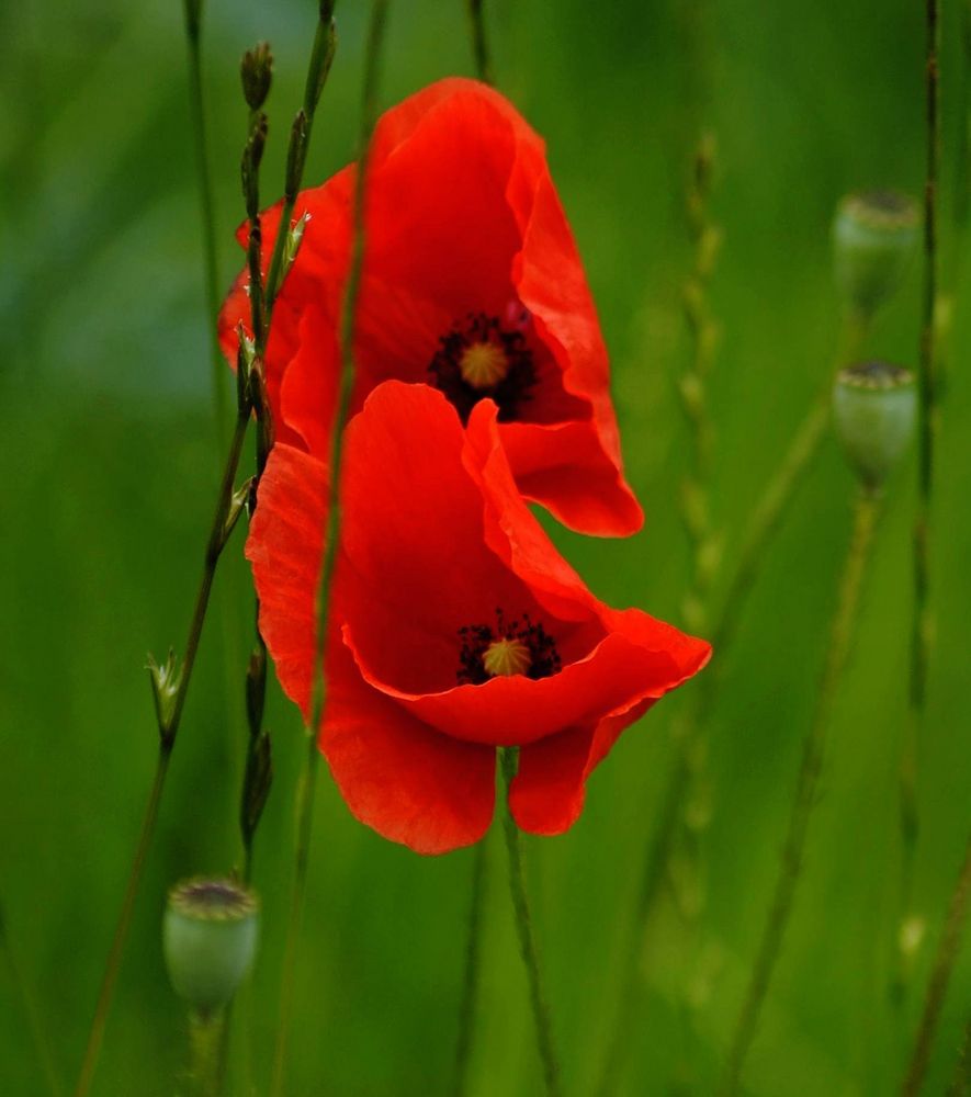 Roter Wiesenmohn 2