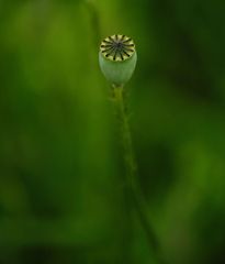 Roter Wiesenmohn 3