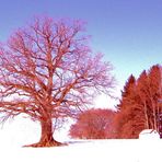 ROTER WINTER-ANDECHSER LAND-OBB