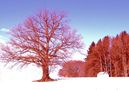 ROTER WINTER-ANDECHSER LAND-OBB von  EDUARD KLEITSCH