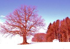 ROTER WINTER-ANDECHSER LAND-OBB