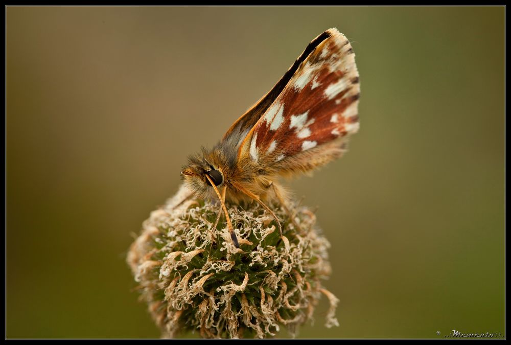 Roter Würfel-Dickkopffalter (Spialia sertorius)